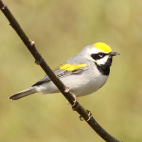 Golden-winged Warbler